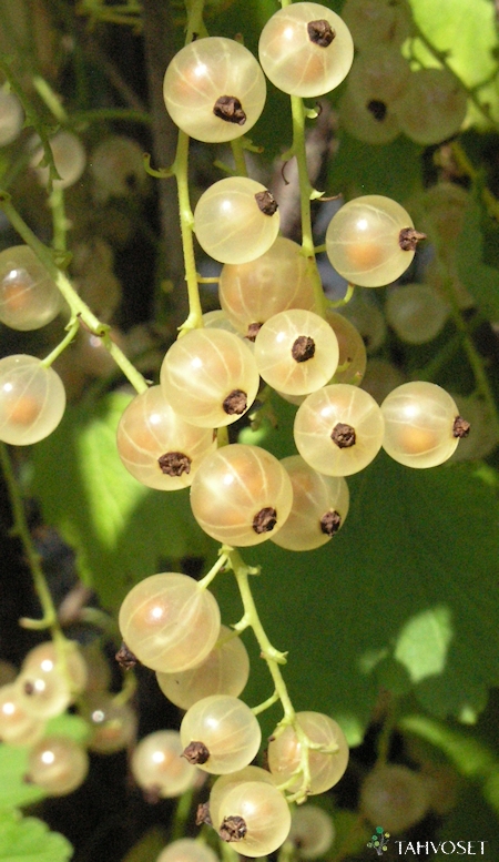 Ribes Rubrum-Ryhm   'Valkoinen Hollantilainen'